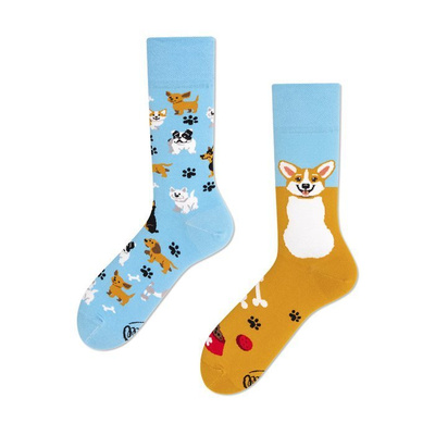 Many Mornings Playful Dog