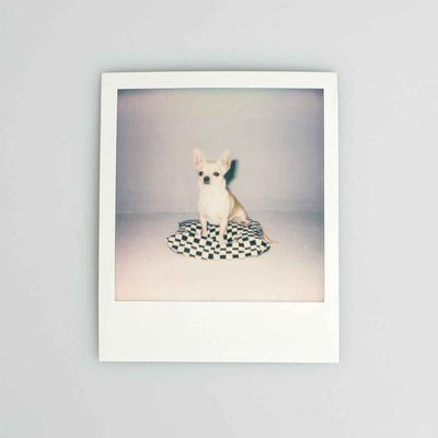 Backyard Cartel Checker Pillow black/white